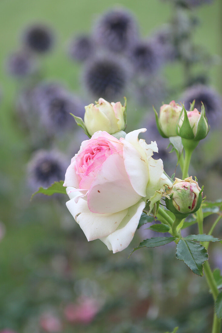 Strauchrose 'Eden Rose 85' (auch 'Pierre de Ronsard')