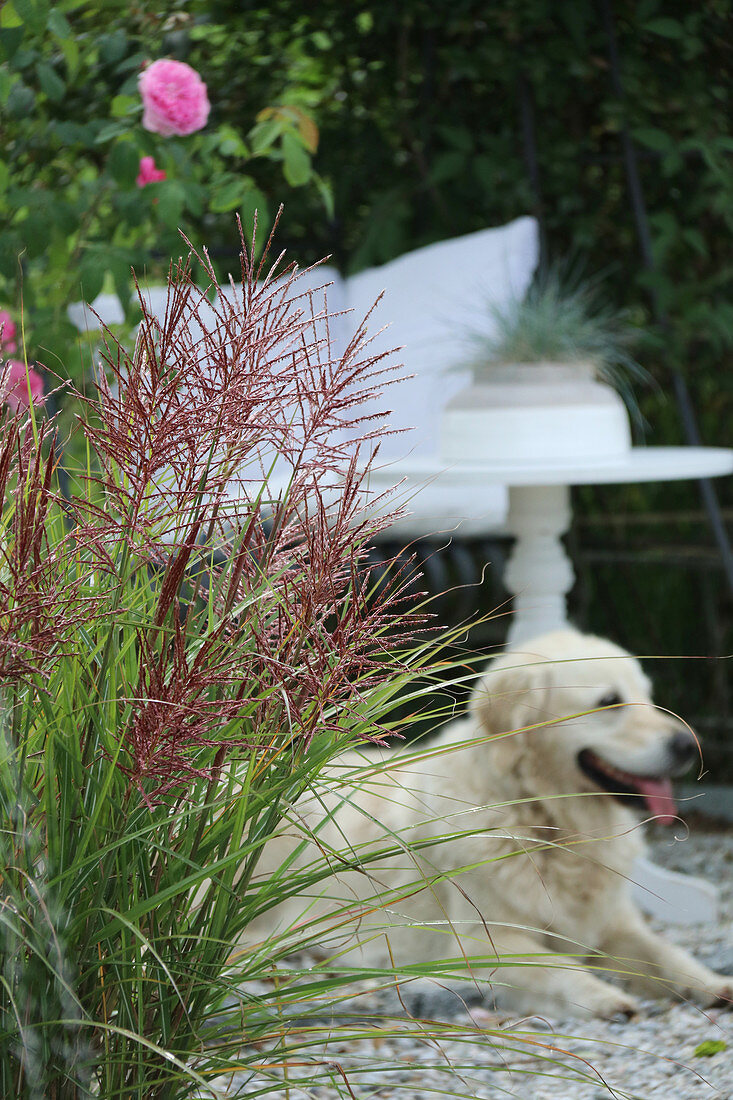Blühendes Chinaschilf, Rose und Hund auf Terrasse