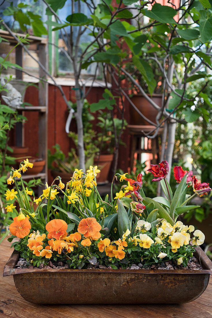 Violas, pansies, narcissus 'Tete a Tete' and parrot tulips in rusty metal trough