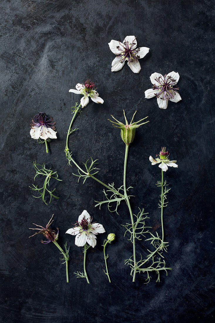 Schwarzkümmel-Blüten (Nigella damascena) auf dunklem Untergrund