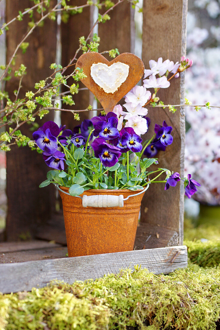 Viola 'Violet blue' planted in small bucket with heart-shaped decoration