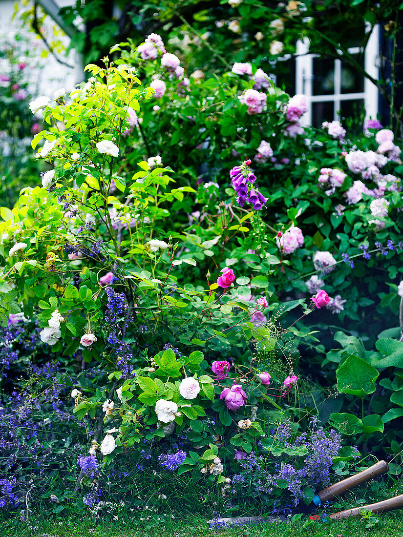 Roses and catmint growing in garden