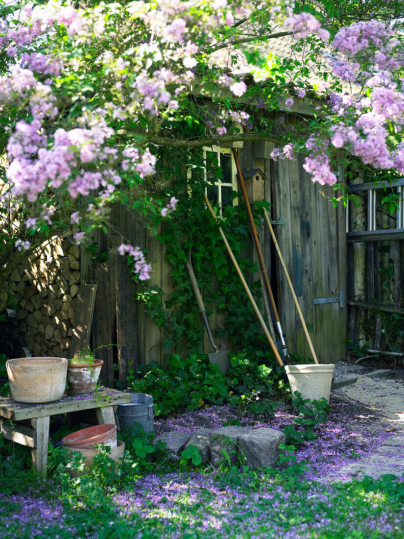 Syringa climbing over garden shed