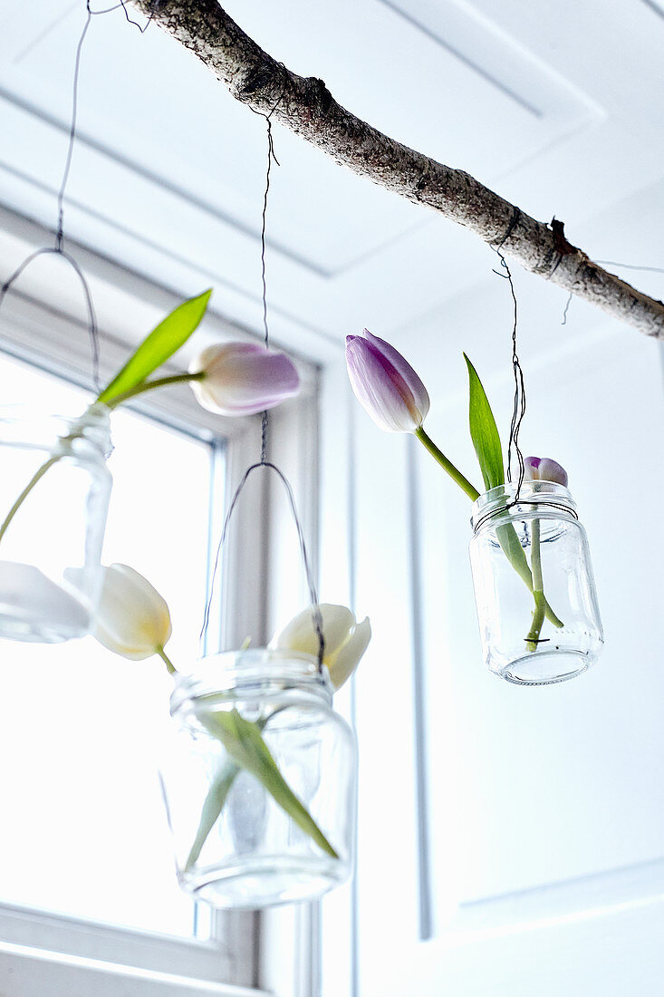 Tulips in jars on wires hung from branch in window