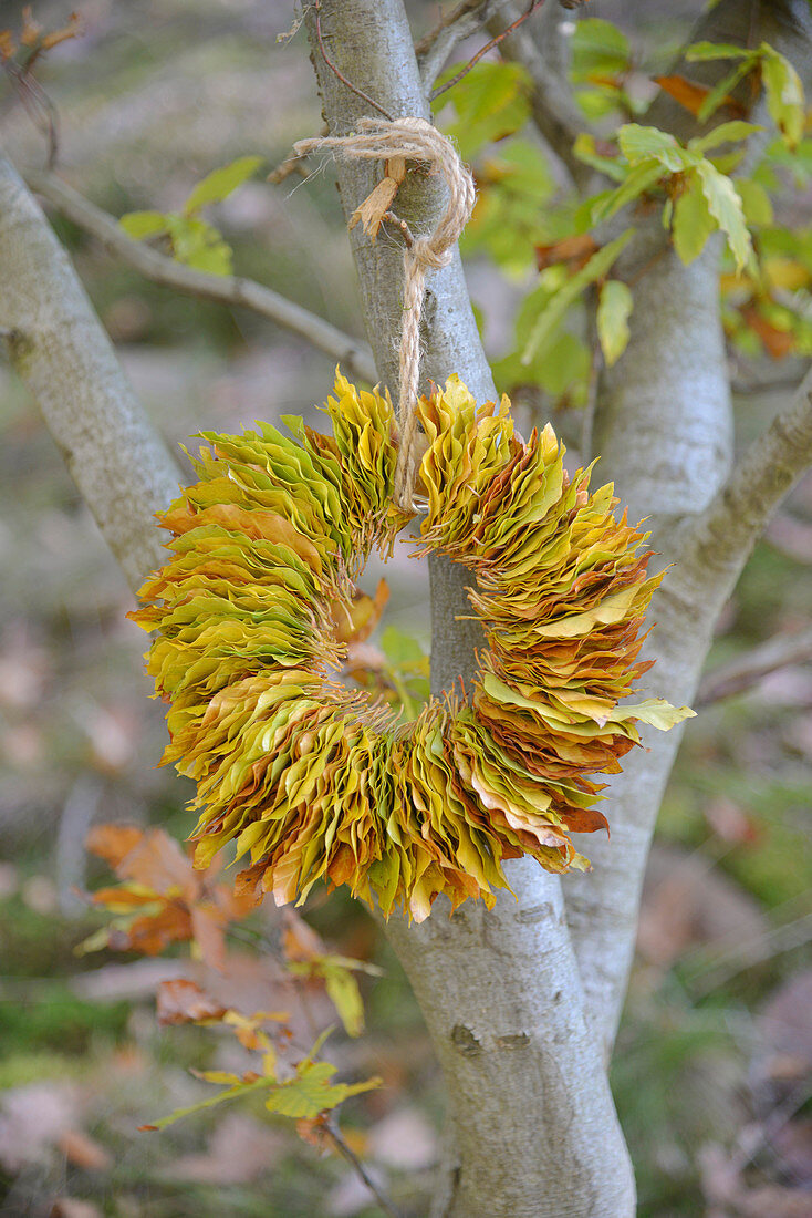 A wreath of beech leaves hung on a tree