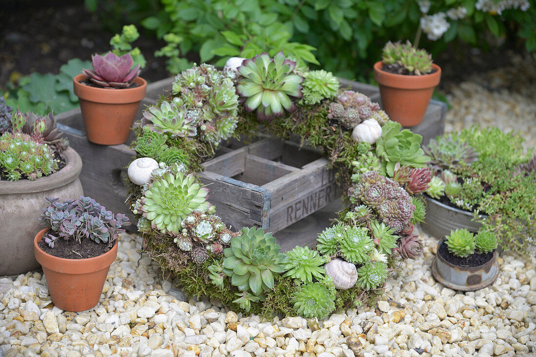Wreath of various houseleek plants with moss and snail shells