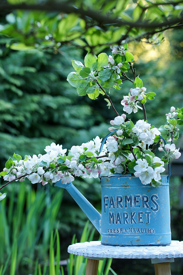 Bouquet of apple branches in a watering can