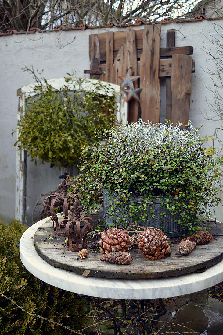 Potted maidenhair vine and silver ragwort decorated with pine cones and iron crowns