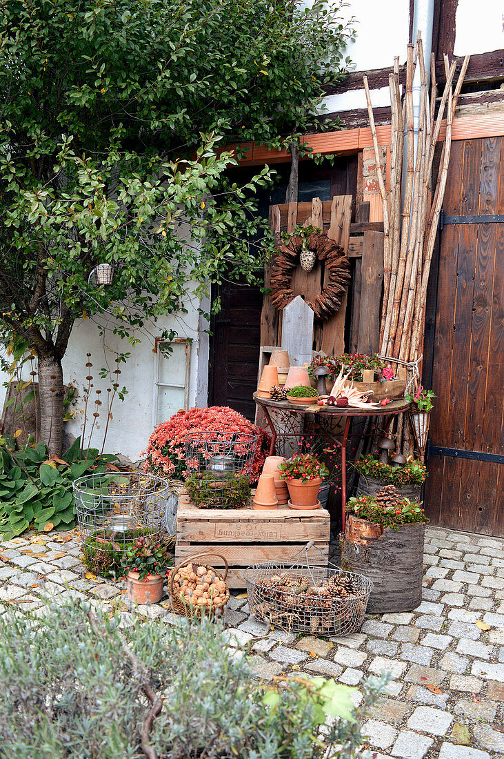 Autumnal arrangement of chrysanthemums, candle lanterns, teaberry and baskets of pine cones and walnuts