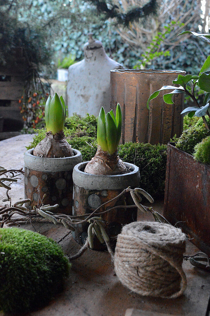 Early spring arrangement of potted hyacinths