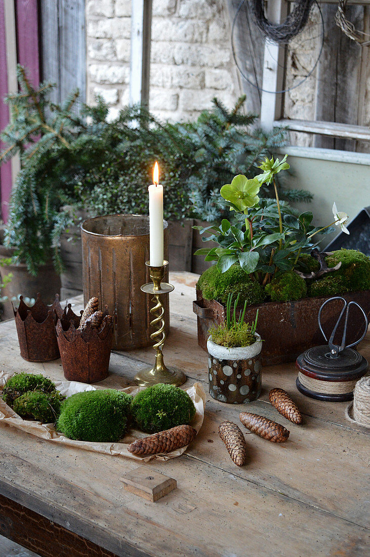Tisch mit Christrosen, Kerze, Moos und Zapfen