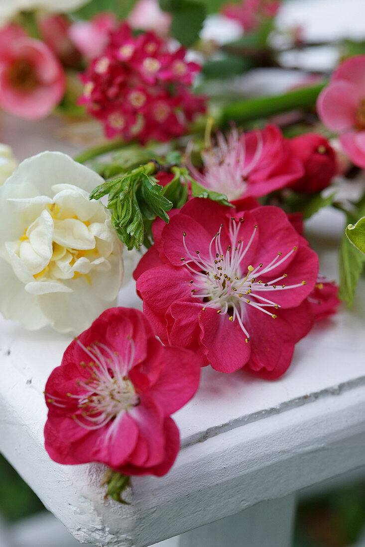 Blüten von Zierpfirsich 'Melred' und Narzisse