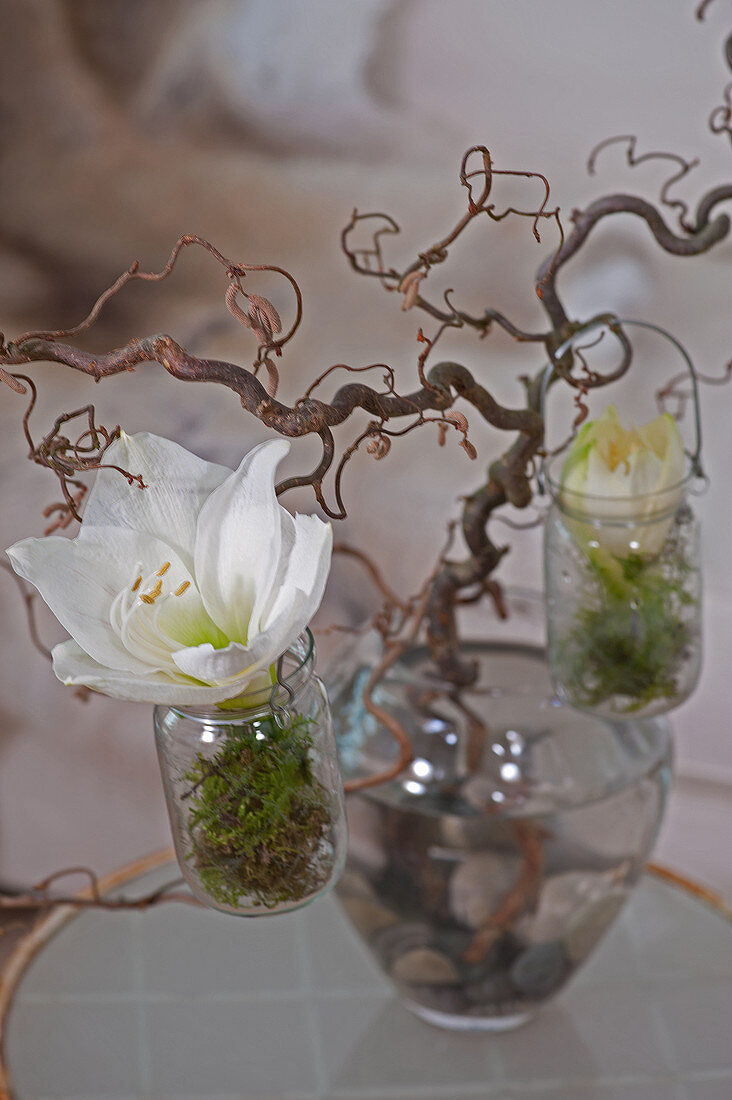 Amaryllis flowers in small jars hung from branch of contorted hazel in glass vase