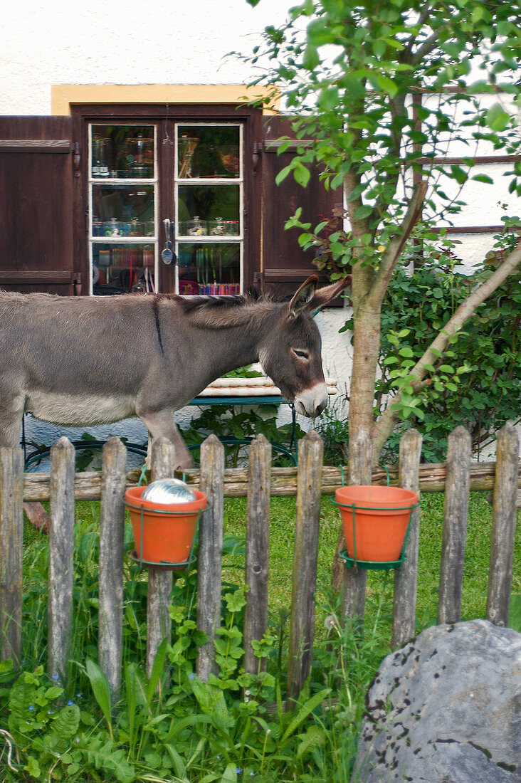Blick über Zaun auf Esel und Hofladen