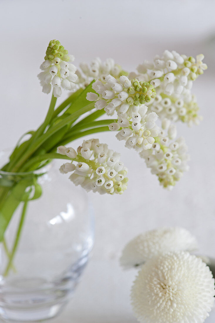 Posy of white grape hyacinths in glass vase
