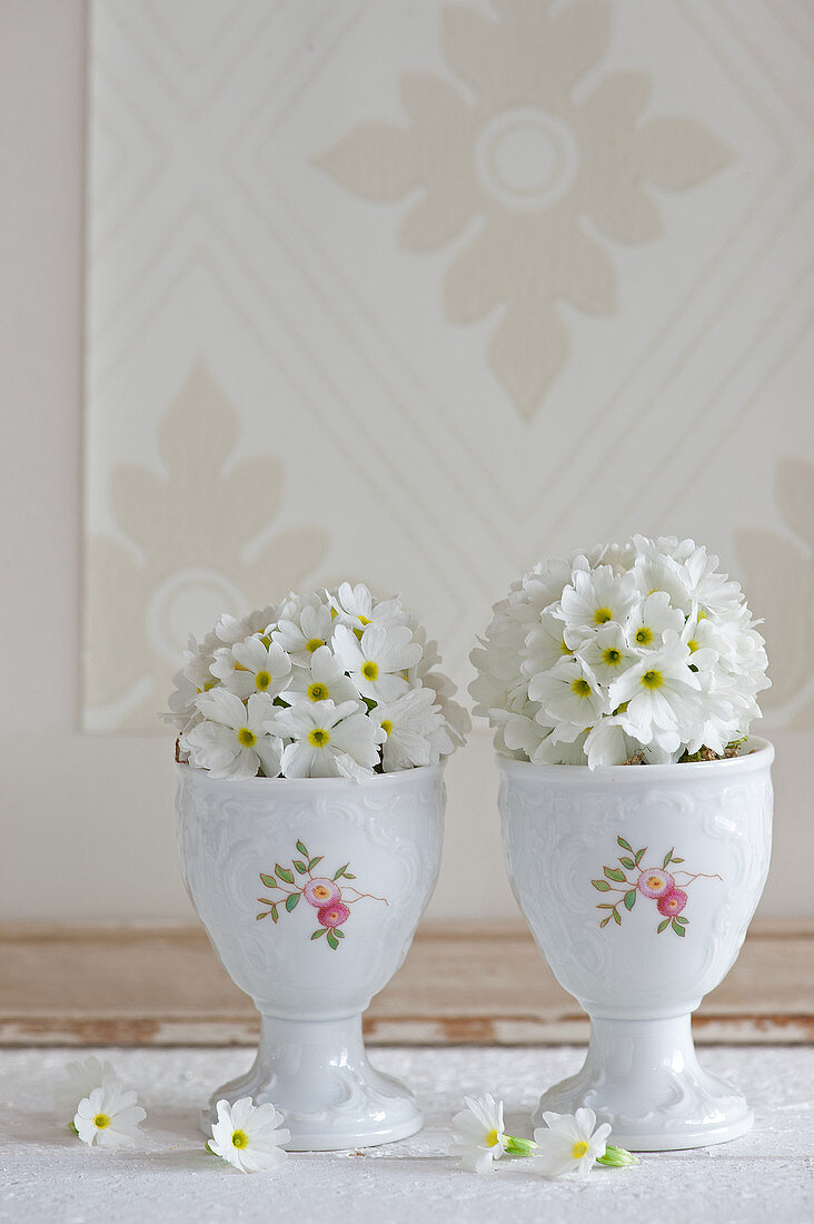 Spring arrangement of white drumstick primula in vintage-style eggcups