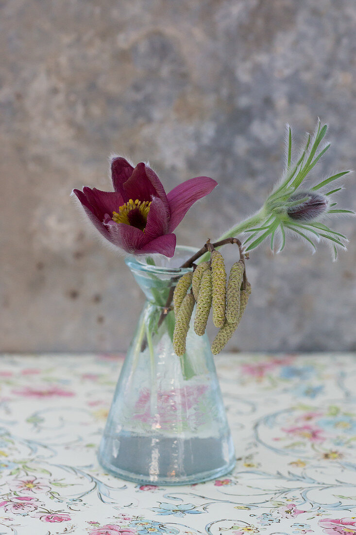 Pasque flower (Pulsatilla vulgaris) and hazel catkins in glass vase