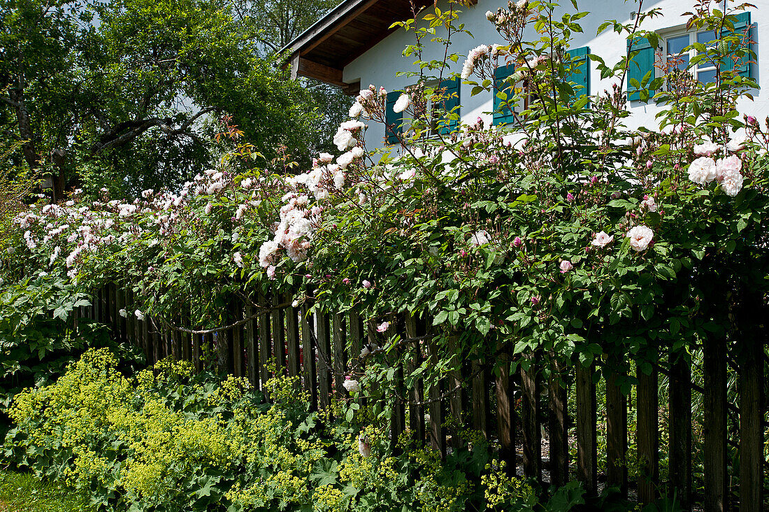 Wooden fence overgrown with roses