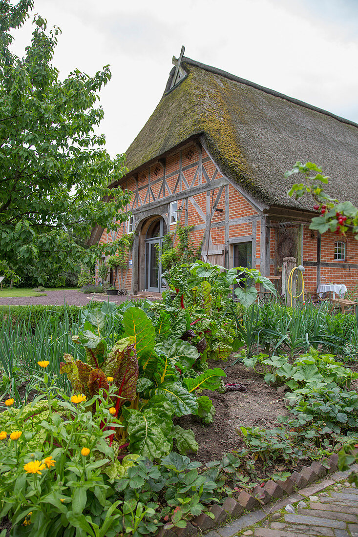 View across vegetable patch to thatched house
