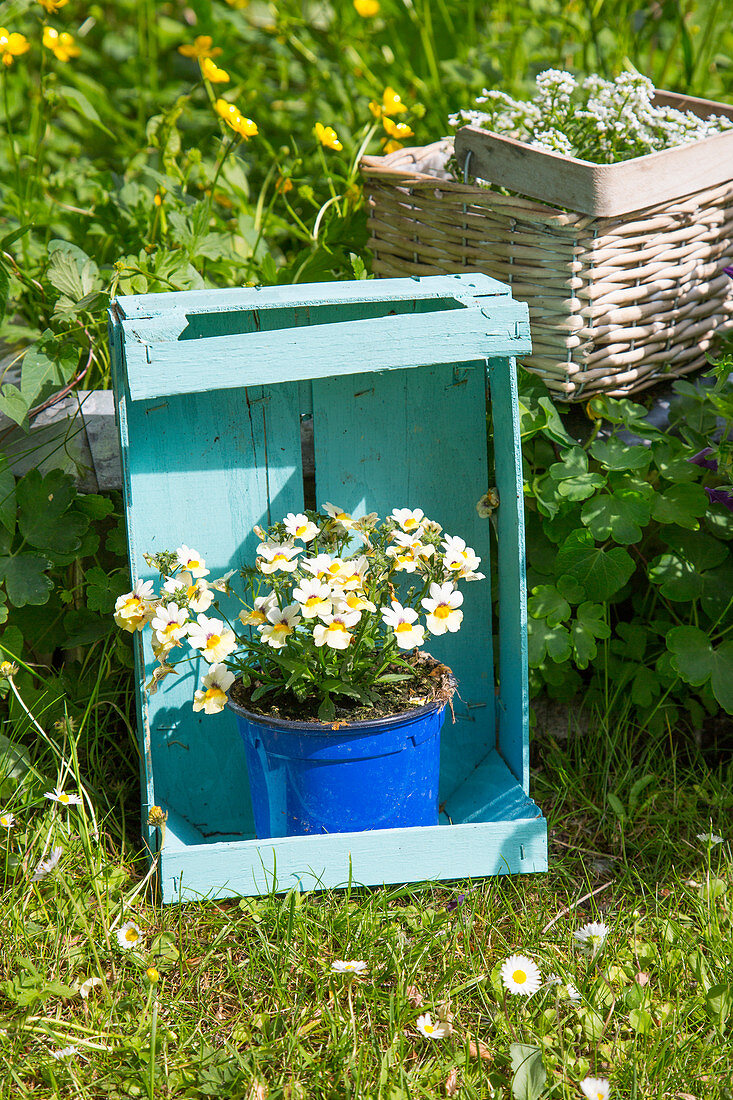 Blue-painted wooden crate used as plant stand in garden