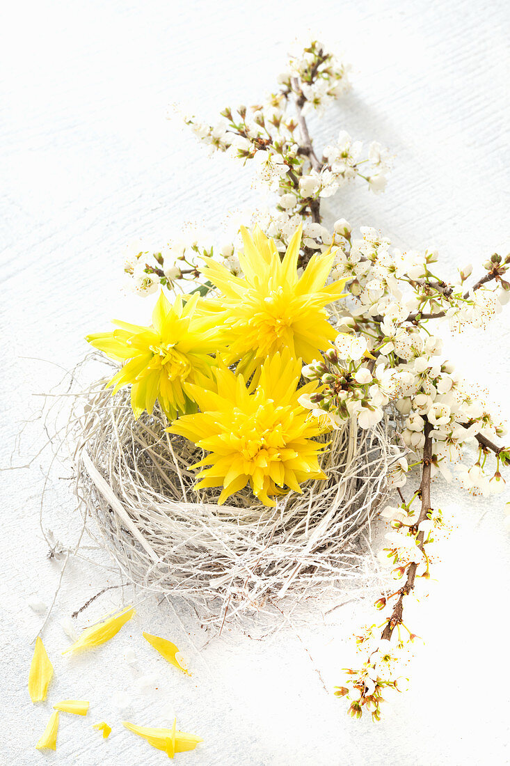 Easter nest with flowers of narcissus 'Rip van Winkle'