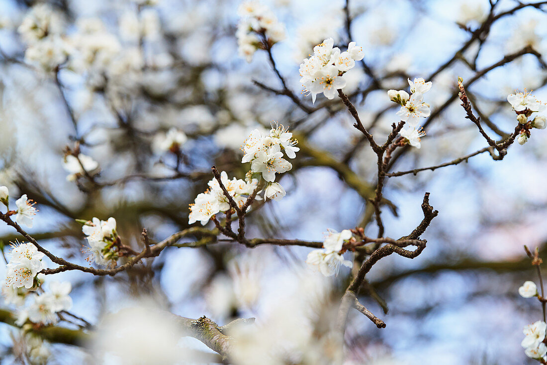 Pflaumenblüten im Frühling