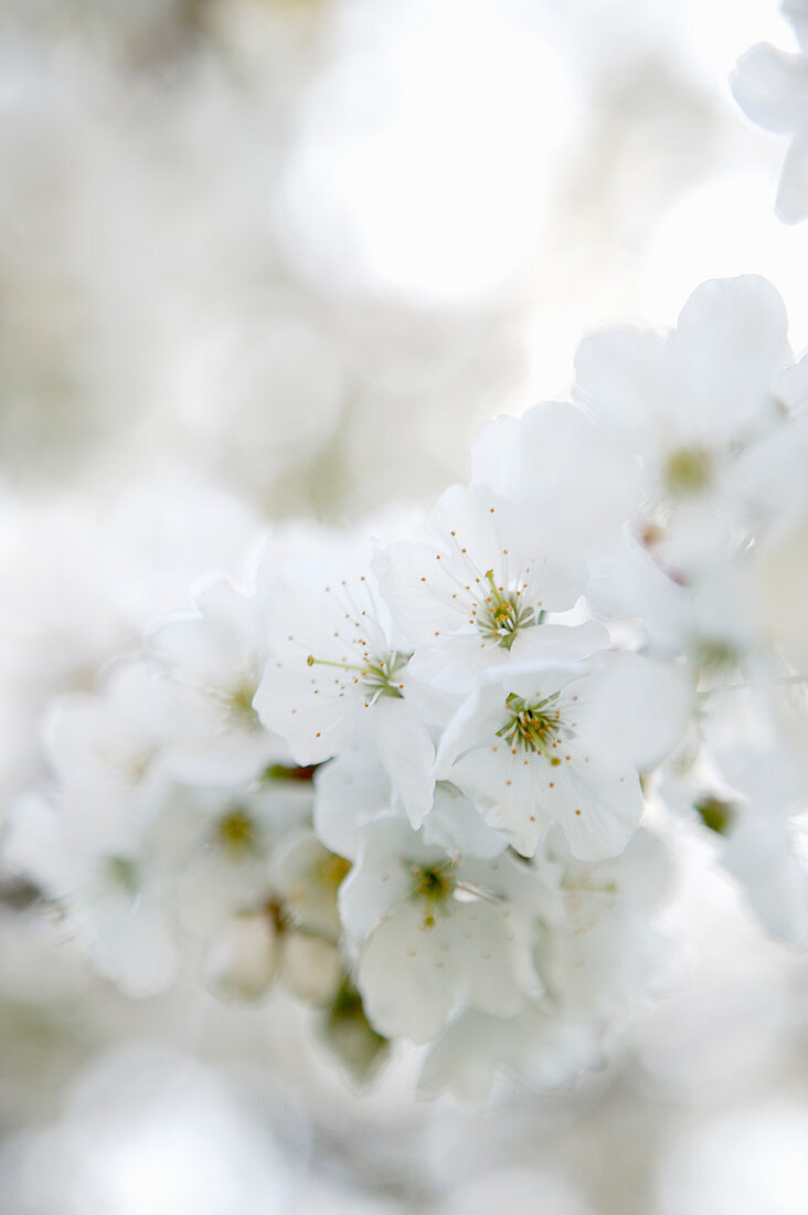 Weiße Mandelblüten am Zweig mit Unschärfe