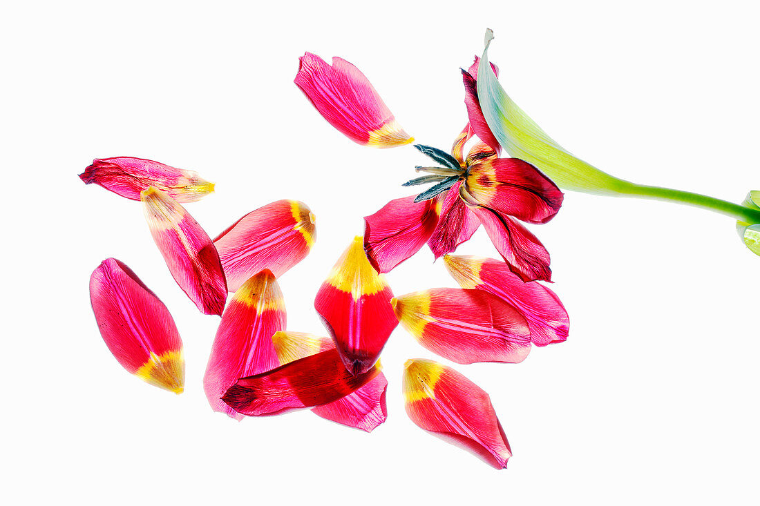 Blütenblätter einer roten Tulpe