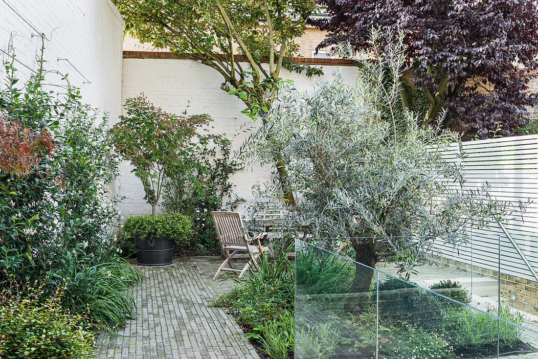 Kleiner Innenhofgarten mit Olivenbaum und hohen Mauern