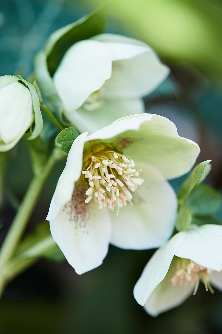 Speckled hellebore 'White Spotted Lady'