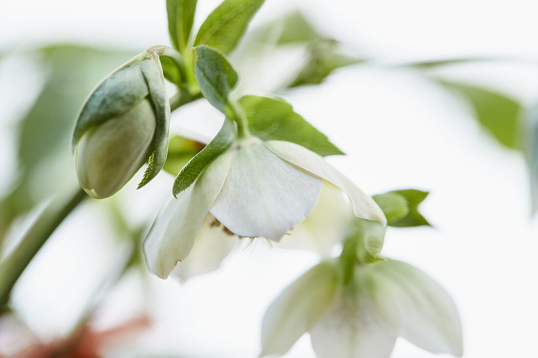 Speckled hellebore 'White Spotted Lady'