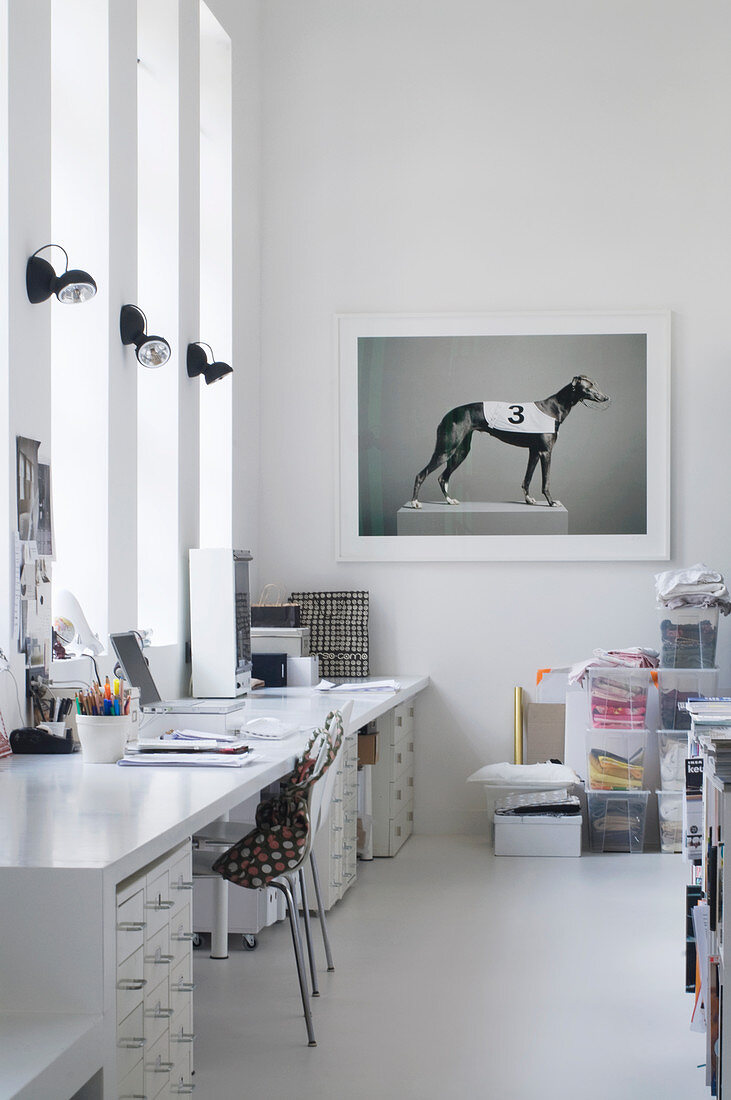 Foto eines Rennhundes im Atelier in Weiß mit langem Schreibtisch