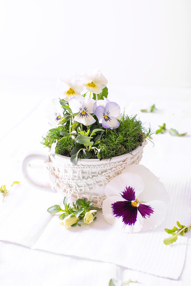 Violas and moss in cup with crocheted ribbon