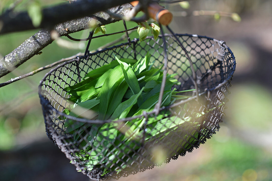 Freshly picked ramsons in wire basket hung from branch