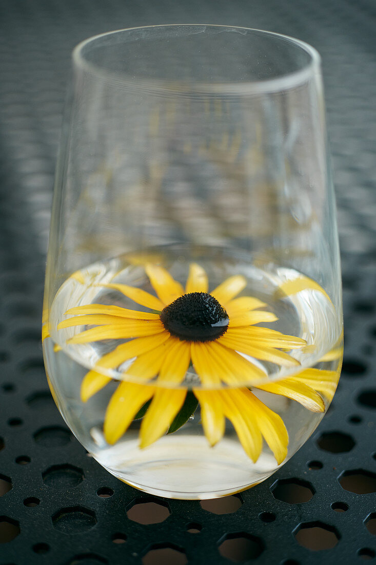 Gelbe Rudbeckiablüte im Wasserglas