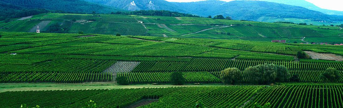 Grüne Weinlandschaft im Elsass (Frankreich)