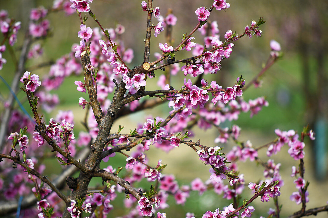 Pink blossom on branch of nectarine tree
