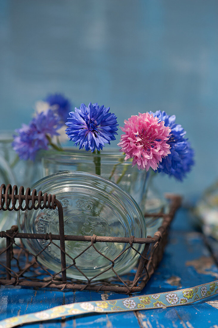 Blaue und rosafarbene Kornblumen in Einmachglas