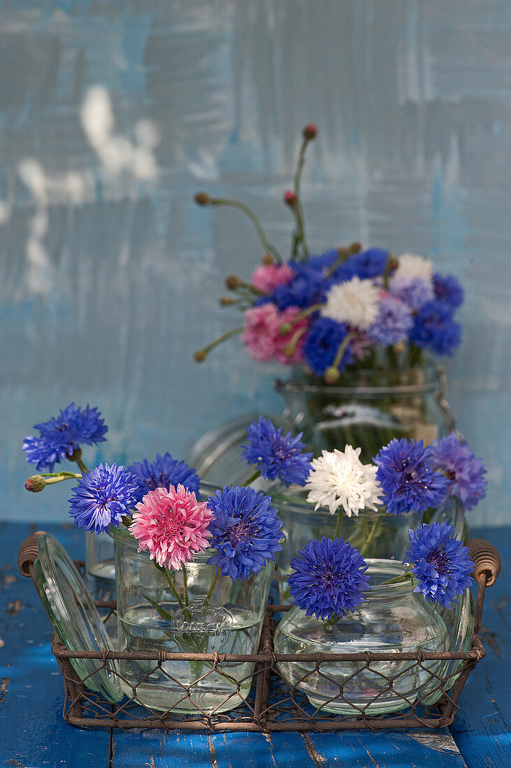 Blaue, weiße und rosafarbene Kornblumen in Einmachgläsern