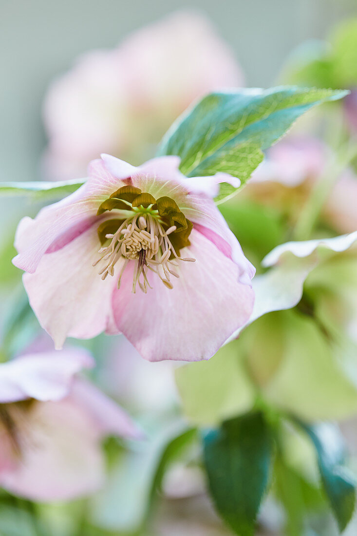 Rosafarbene Blüte der Lenzrose