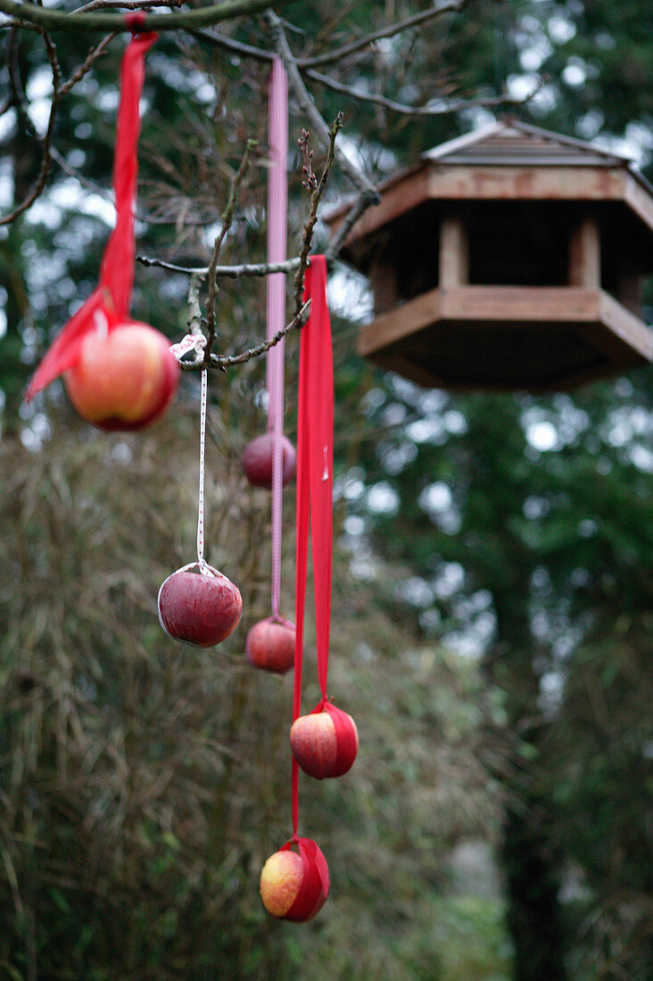 Äpfel hängen an Stoffbändern als Vogelfutter im Garten