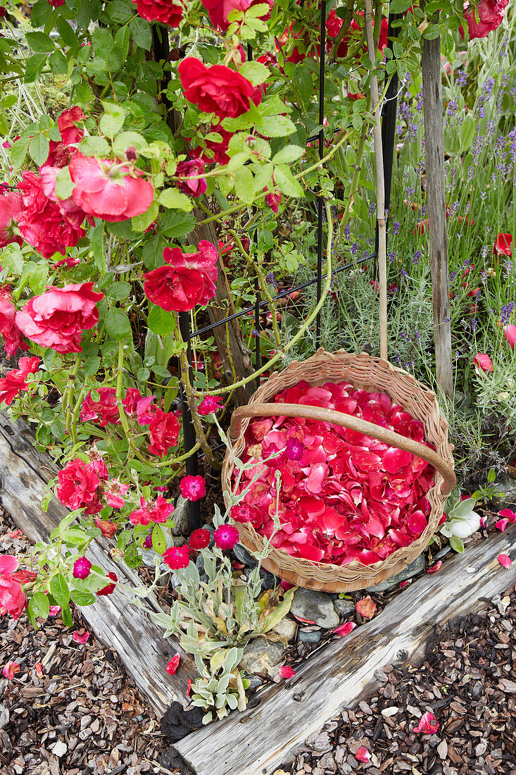 Korb mit frischen Rosenblüten im Garten neben dem Rosenstrauch