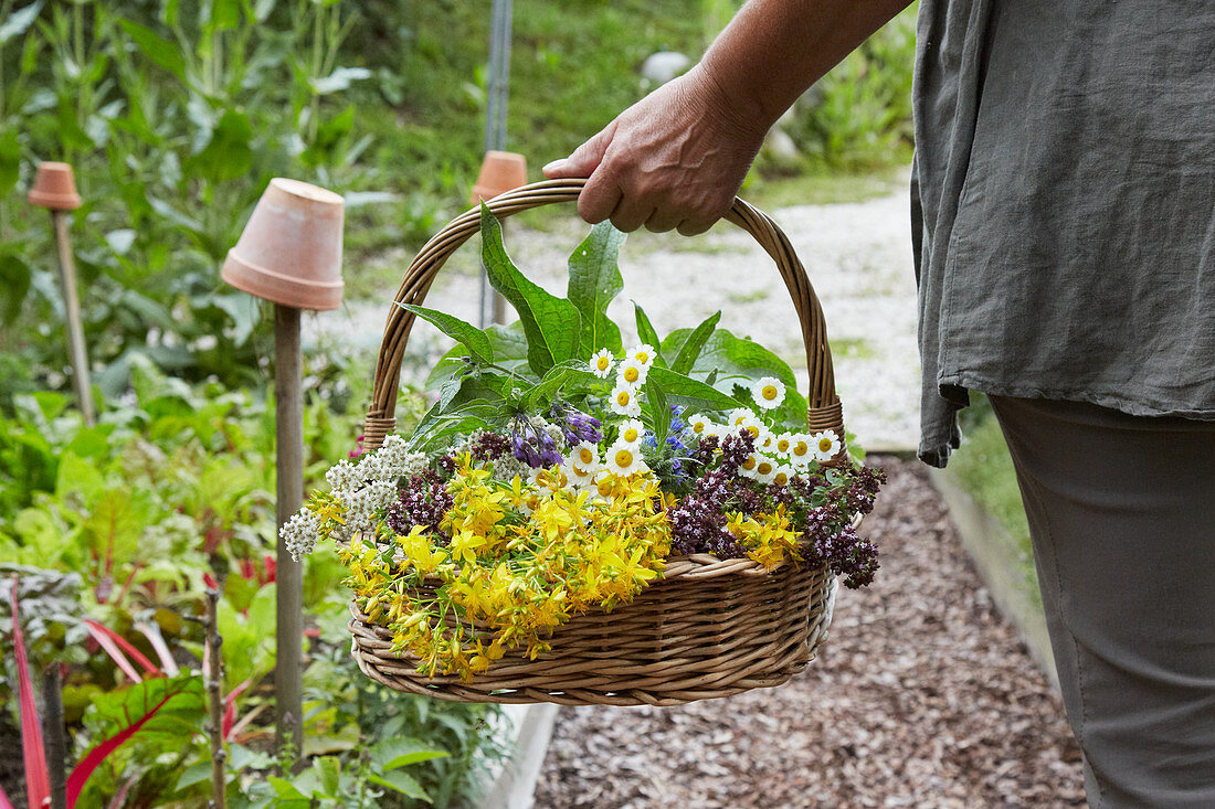 Person carrying a basket of freshly picked flowering herbs