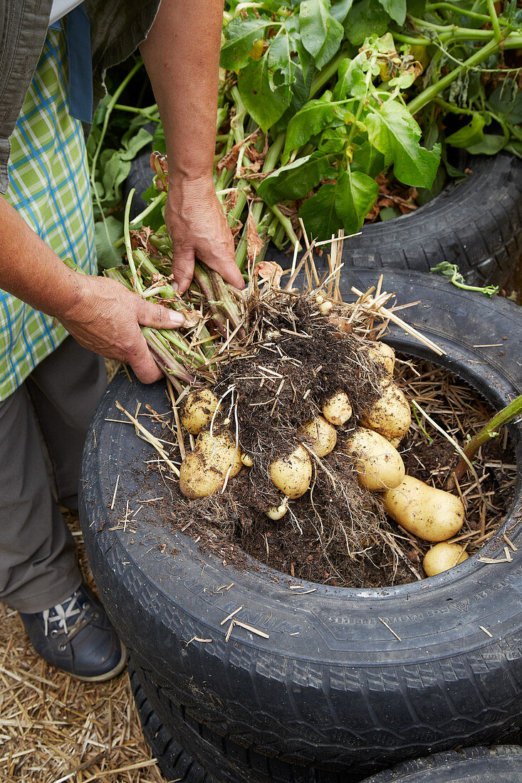 Kartoffeln werden aus einem Hochbeet aus Autoreifen geerntet