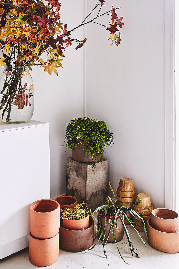 Zweige mit Herbstlaub in Glasvase, Grünpflanzen und Pflanzentöpfe auf dem Boden