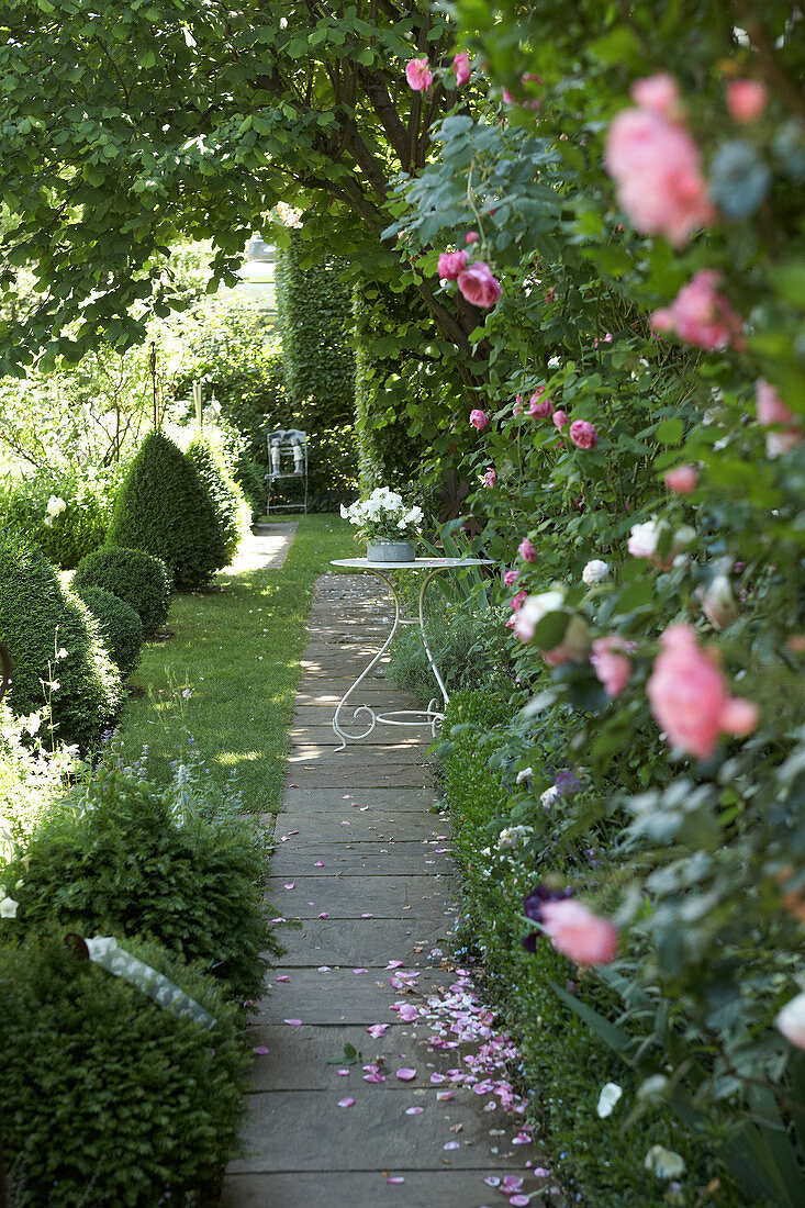 Path leading between topiary box bushes and climbing roses