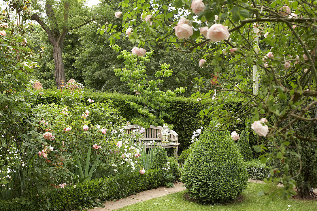 Beet mit Rosen und Buchs-Hecke, versteckte Gartenbank und Buchsbaum kegelförmig geschnitten