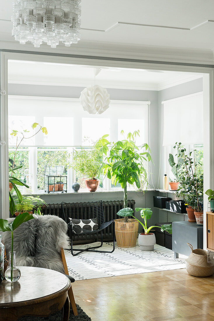 Various houseplants in window bay of living room