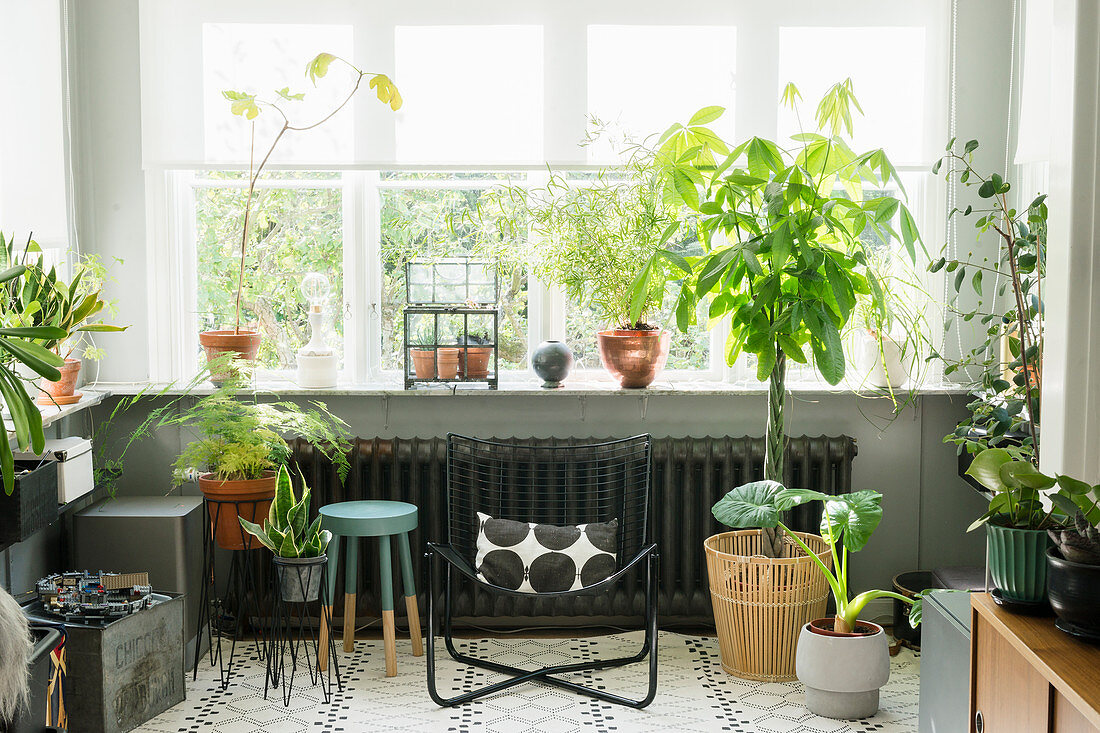 Filigraner Metallstuhl und verschiedene Zimmerpflanzen am Fenster