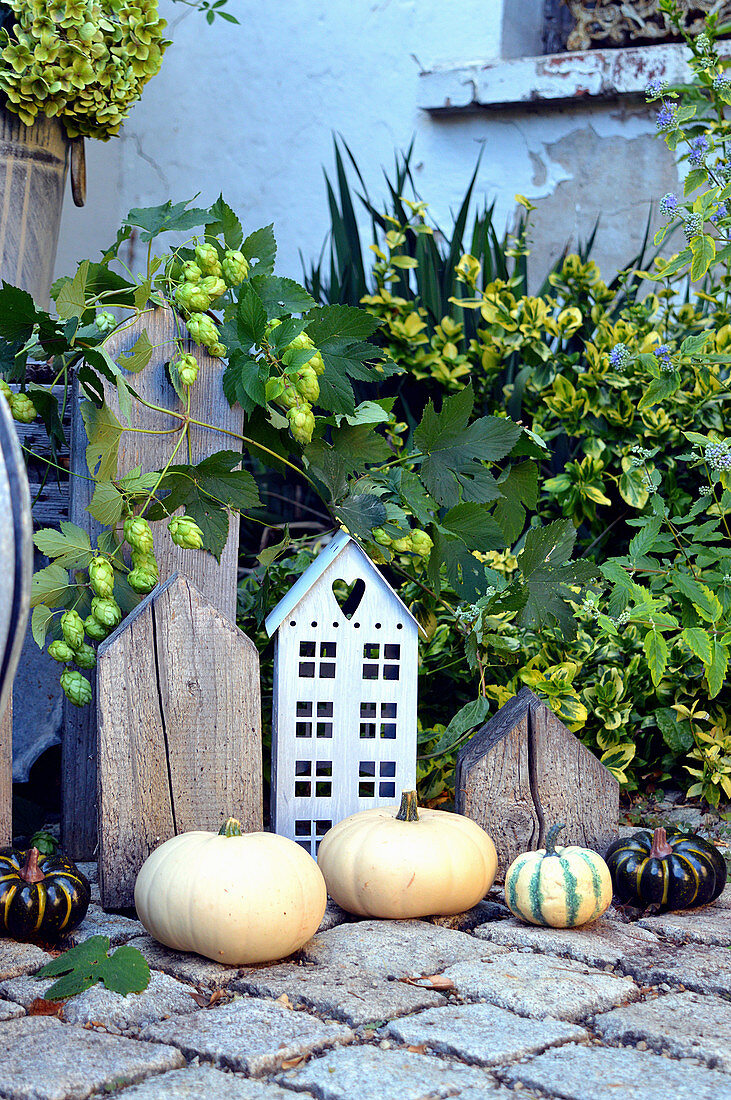 Autumn decoration with pumpkins and hop vine